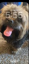 Reunited Male Dog last seen Near N 68th St, Milwaukee, WI 53216, USA, Milwaukee, WI 53216