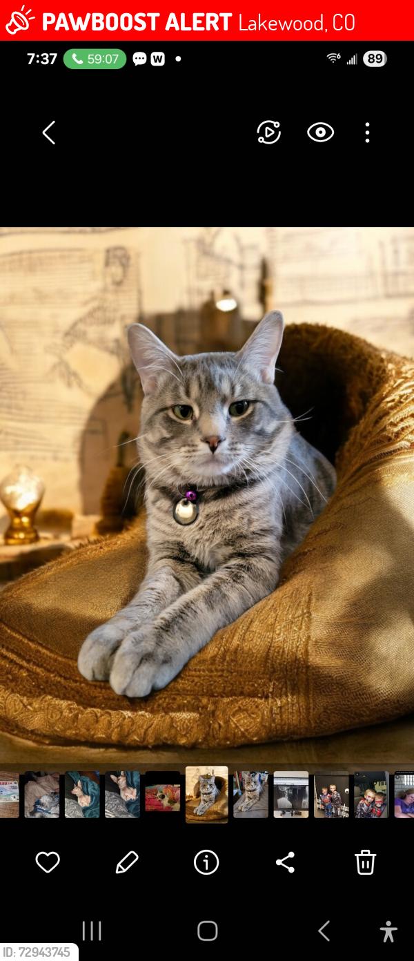 Lost Male Cat last seen Pierce and Louisiana Place, Lakewood, CO 80232