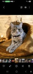 Lost Male Cat last seen Pierce and Louisiana Place, Lakewood, CO 80232
