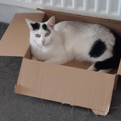 Reunited Male Cat last seen Saunby Grove, Cleethorpes DN35, UK, North East Lincolnshire, England DN35