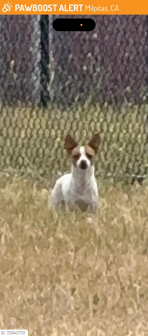 Found/Stray Unknown Dog last seen Boulder street, by weller elementary, Milpitas, CA 95035
