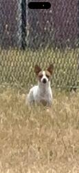 Found/Stray Unknown Dog last seen Boulder street, by weller elementary, Milpitas, CA 95035