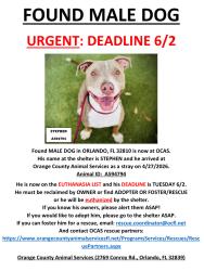 Found/Stray Male Dog last seen ORLANDO, FL 32810, Lockhart, FL 32810