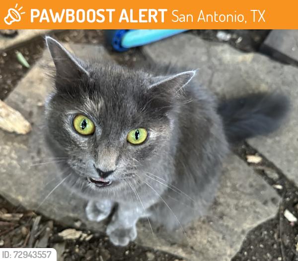 Found/Stray Unknown Cat last seen Melrose and Howard, San Antonio, TX 78212