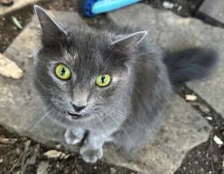 Found/Stray Unknown Cat last seen Melrose and Howard, San Antonio, TX 78212