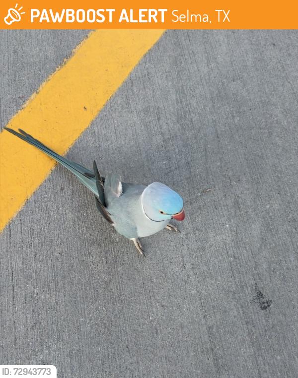 Found/Stray Unknown Bird last seen Costco Parking Lot. In a tree as of 8:02pm, Selma, TX 78154