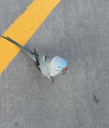 Found/Stray Unknown Bird last seen Costco Parking Lot. In a tree as of 8:02pm, Selma, TX 78154