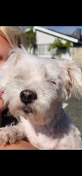 Reunited Female Dog last seen Valley View and Lampson, Garden Grove, CA 92845