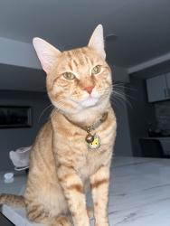 Reunited Male Cat last seen Oldfield St, Staten Island, NY 10306, USA, Staten Island, NY 10306