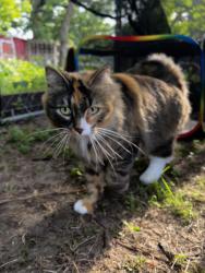 Found/Stray Female Cat last seen 166th st. se Big Lake, MN 55309, Becker Township, MN 55309