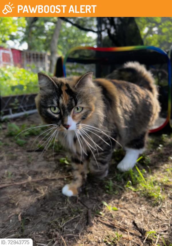 Found/Stray Female Cat last seen 166th st. se Big Lake, MN 55309, Becker Township, MN 55309
