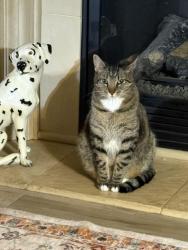 Lost Male Cat last seen Lone Oaks, Norman, OK 73071