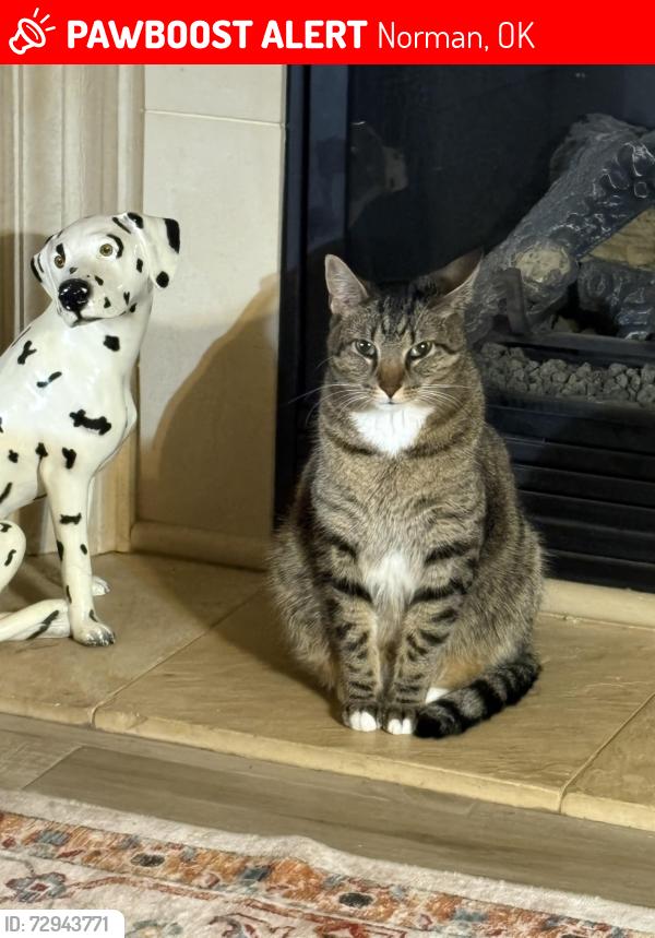 Lost Male Cat last seen Lone Oaks, Norman, OK 73071