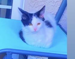 Reunited Female Cat last seen Near W Charleston Blvd, Las Vegas, NV 89117, USA, Las Vegas, NV 89117