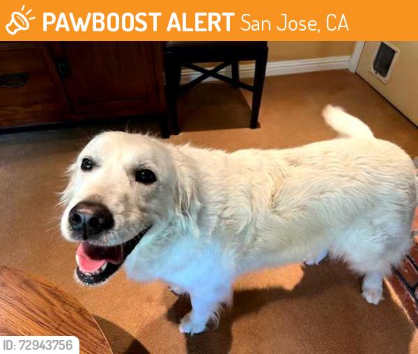 Found/Stray Female Dog last seen Willow Creek Dr & Meridian, San Jose, CA 95124