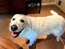 Found/Stray Female Dog last seen Willow Creek Dr & Meridian, San Jose, CA 95124