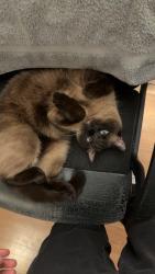 Reunited Male Cat last seen leonard’s jewelry wauconda, Wauconda, IL 60084