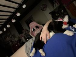 Reunited Female Cat last seen camino al norte, lone mountain, North Las Vegas, NV 89031
