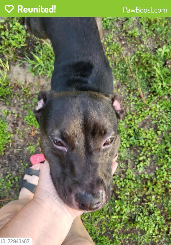 Reunited Female Dog last seen N. Croft Ave. And East Crown Ct, Hernando, FL 34453