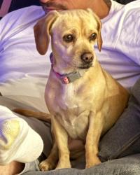 Found/Stray Female Dog last seen Compton College, Long Beach Blvd, Compton, CA 90221