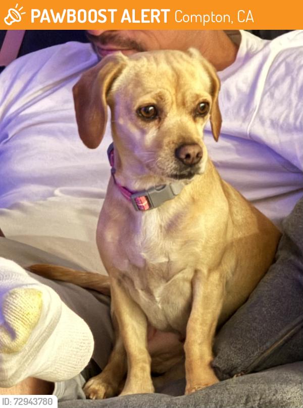 Found/Stray Female Dog last seen Compton College, Long Beach Blvd, Compton, CA 90221