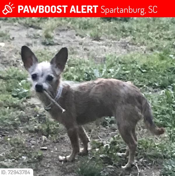 Lost Female Dog last seen East main and Pine St , Spartanburg, SC 29302