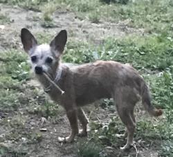 Lost Female Dog last seen East main and Pine St , Spartanburg, SC 29302