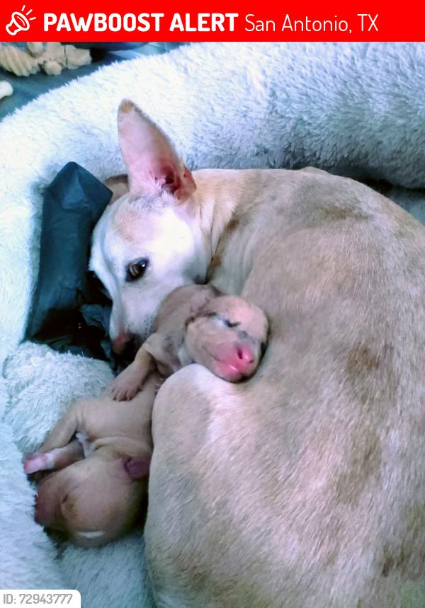 Lost Female Dog last seen carolyn and brady, San Antonio, TX 78207