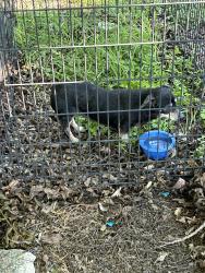 Reunited Unknown Dog last seen Ave u and 18th street, Hondo, TX 78861