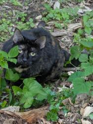 Found/Stray Female Cat last seen Off S Arlington Mill Dr, Arlington, VA 22204