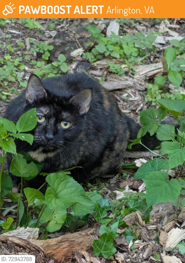 Found/Stray Female Cat last seen Off S Arlington Mill Dr, Arlington, VA 22204