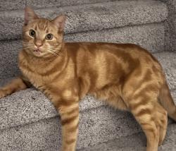 Lost Male Cat last seen Orchards Blvd & Hawthorn Place SW, Edmonton, AB T6X 2W8