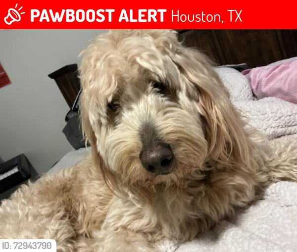 Lost Female Dog last seen 2649–2699 Calumet St Houston, TX  77004 United States, Houston, TX 77004