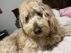 Lost Female Dog last seen 2649–2699 Calumet St Houston, TX  77004 United States, Houston, TX 77004