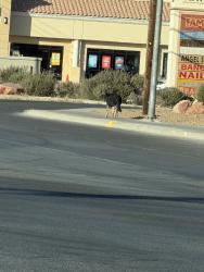 Found/Stray Unknown Dog last seen Las vegas blvd, Las Vegas, NV 89110