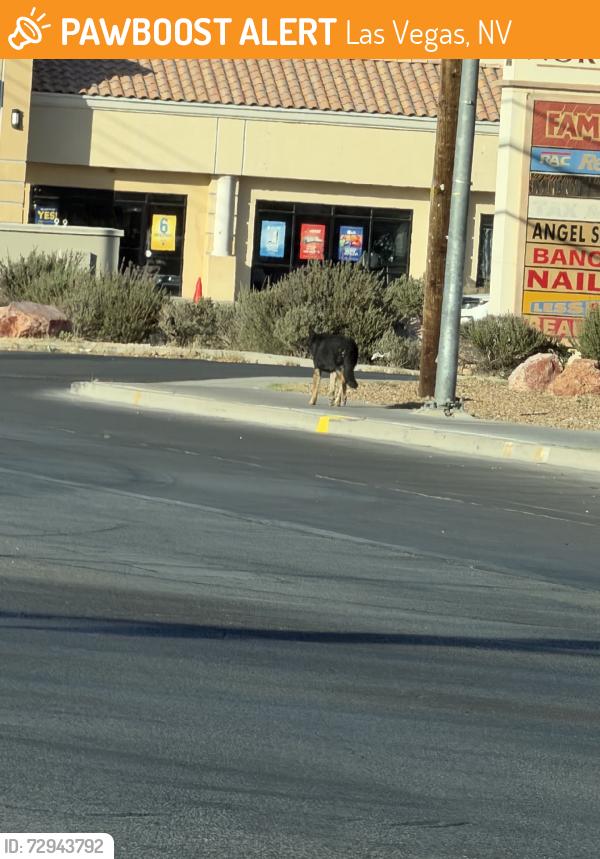 Found/Stray Unknown Dog last seen Las vegas blvd, Las Vegas, NV 89110