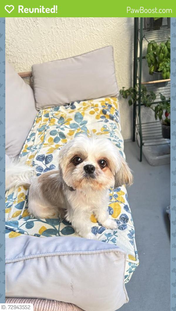 Reunited Female Dog last seen 27th Ave down the road from Broward DS office , Fort Lauderdale, FL 33312