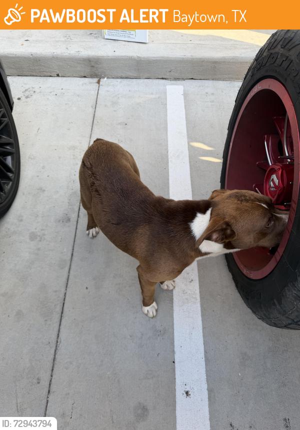Found/Stray Male Dog last seen Swift Gas Station on Massey , Baytown, TX 77522