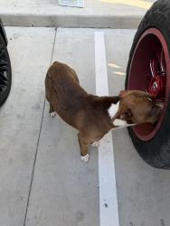 Found/Stray Male Dog last seen Swift Gas Station on Massey , Baytown, TX 77522