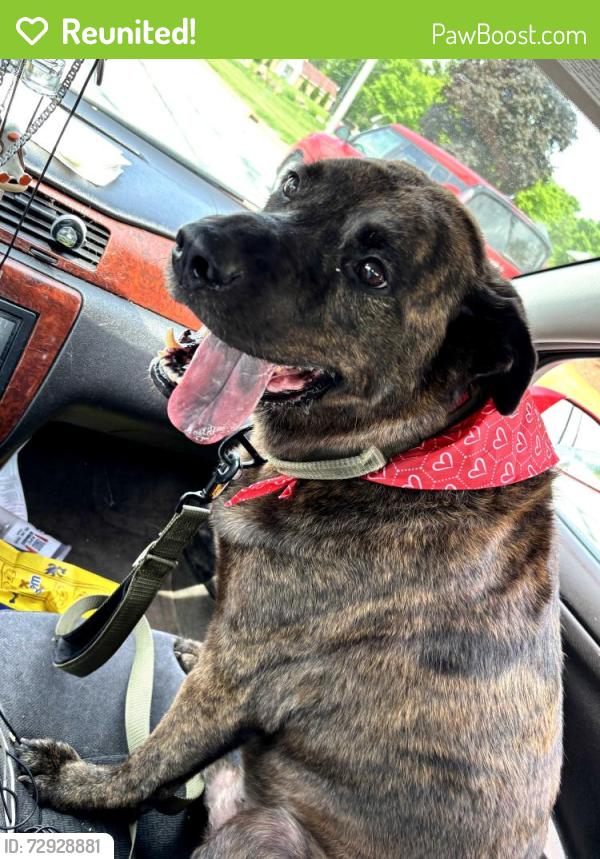 Reunited Male Dog last seen Between noble and whitcomb st but had been told he went towards tafe st, Merrillville, IN 46410