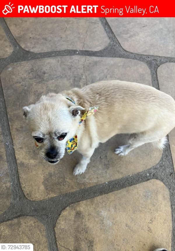 Lost Female Dog last seen Boyne and Summer, Spring Valley, CA 91977