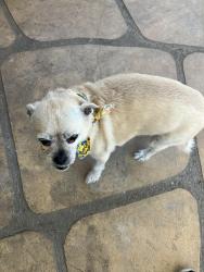 Lost Female Dog last seen Boyne and Summer, Spring Valley, CA 91977