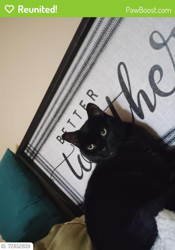 Reunited Male Cat last seen Burncoat street , Worcester, MA 01606