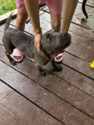 Found/Stray Male Dog last seen Windsor pkwy, Memphis, TN 38127