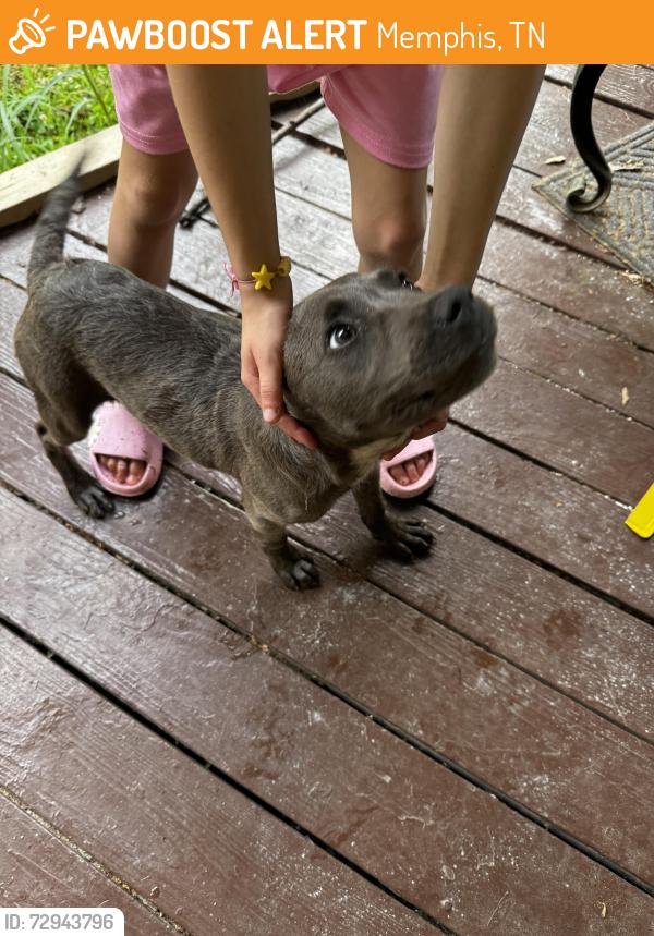Found/Stray Male Dog last seen Windsor pkwy, Memphis, TN 38127