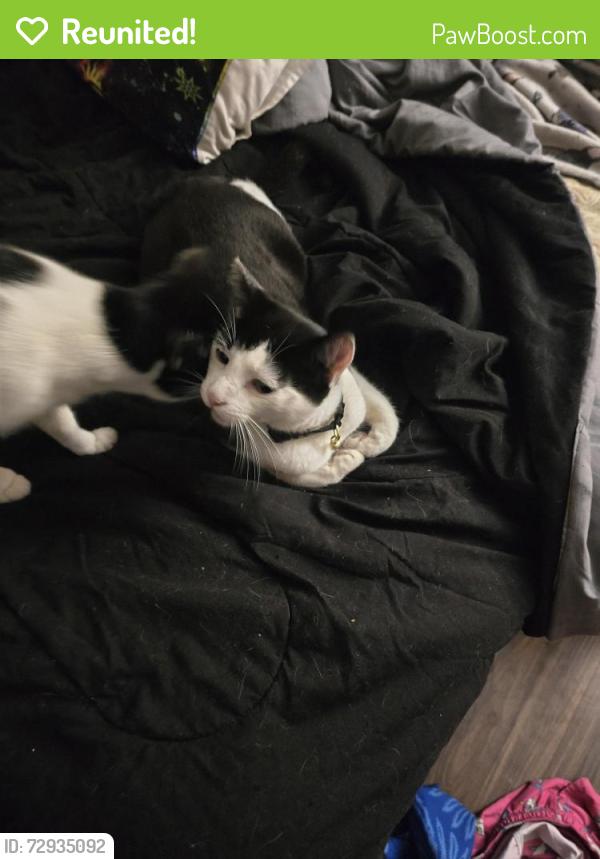 Reunited Male Cat last seen Anahiem shores ests, Anaheim, CA 92801