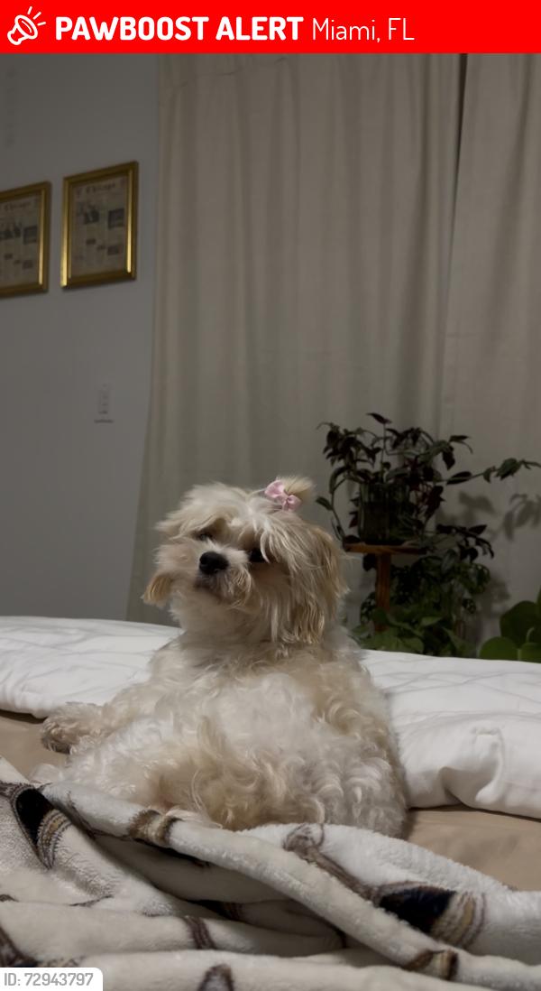 Lost Female Dog last seen Near sw 124th pl, Miami, FL 33170