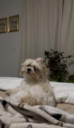 Lost Female Dog last seen Near sw 124th pl, Miami, FL 33170