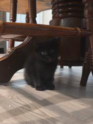Shelter Stray Male Cat last seen Bexar County, New Braunfels, TX 78130
