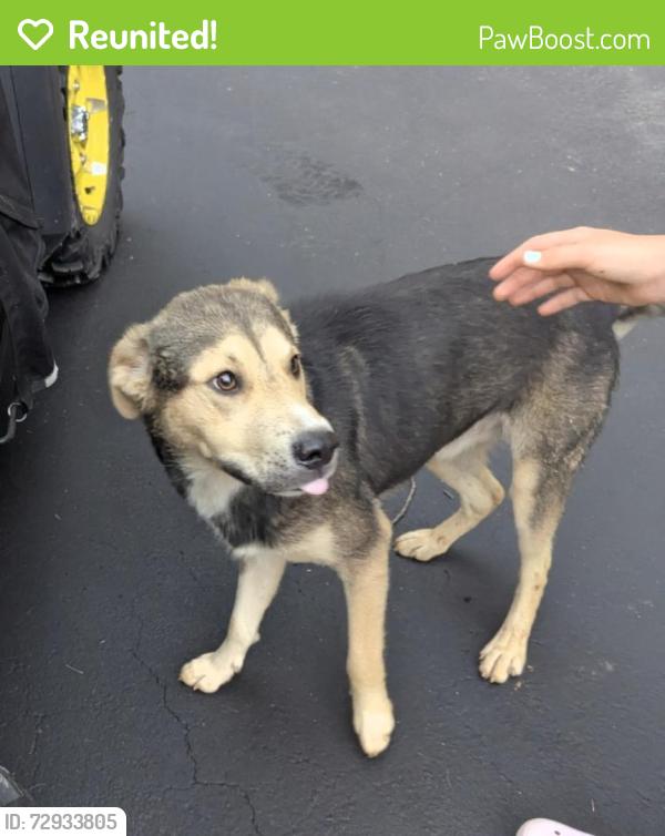 Reunited Male Dog last seen Mineral Springs Mtn road , Burke County, NC 28612